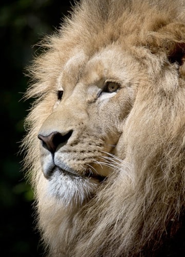 A close-up shot of a king lion's face, looking accross the camera field of view with a blurred green bush in the background