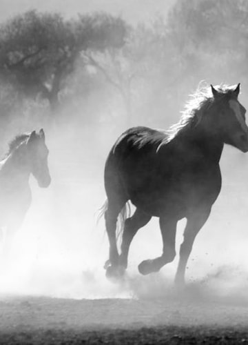 A portrait shot of a couple of horses running wild over some desert like terrain, taken with a black and white filter applied over the top