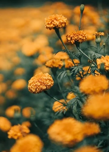 A close-up shot of an endless field of yellow flowers, slowly becoming more blurred the further positioned they are in the distance