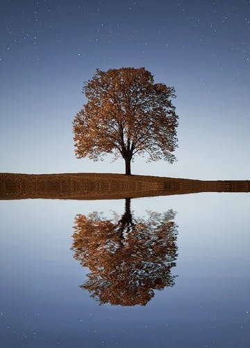 A wide shot of a single tree in the background, taken in front of a clear and calm lake where the tree is reflecting off the water's surface.