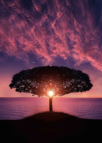 A portrait shot of a single tree, taken in view of the open ocean in the background with a vibrant purple and red sunset in the foreground